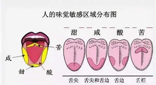 舌尖对哪种味道最敏感