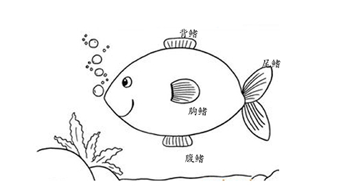 鱼类靠什么平衡身体的营养