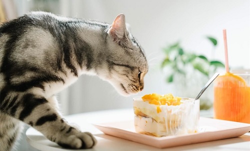 猫科动物尝不出什么味道