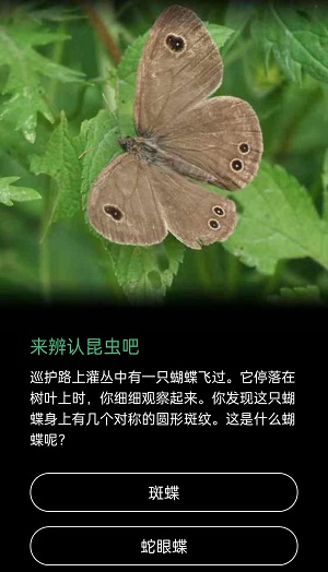 蝴蝶身上有对称的圆形斑纹是什么蝶(蝴蝶身上的斑纹有什么作用)