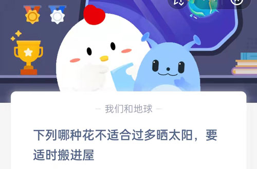 什么花不适合阳光