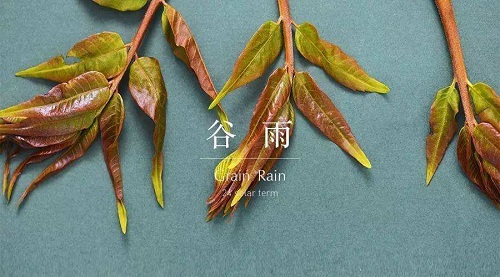 雨前椿芽嫩如丝阅读答案